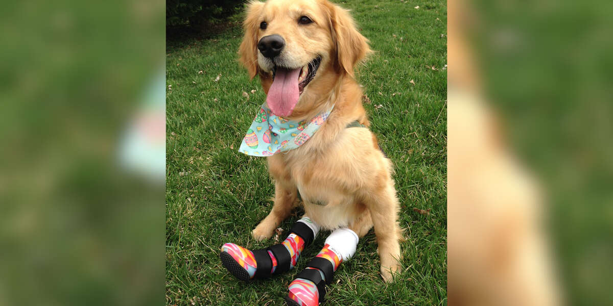 Paralyzed Dog Gets Boots To Help Her Run Videos The Dodo