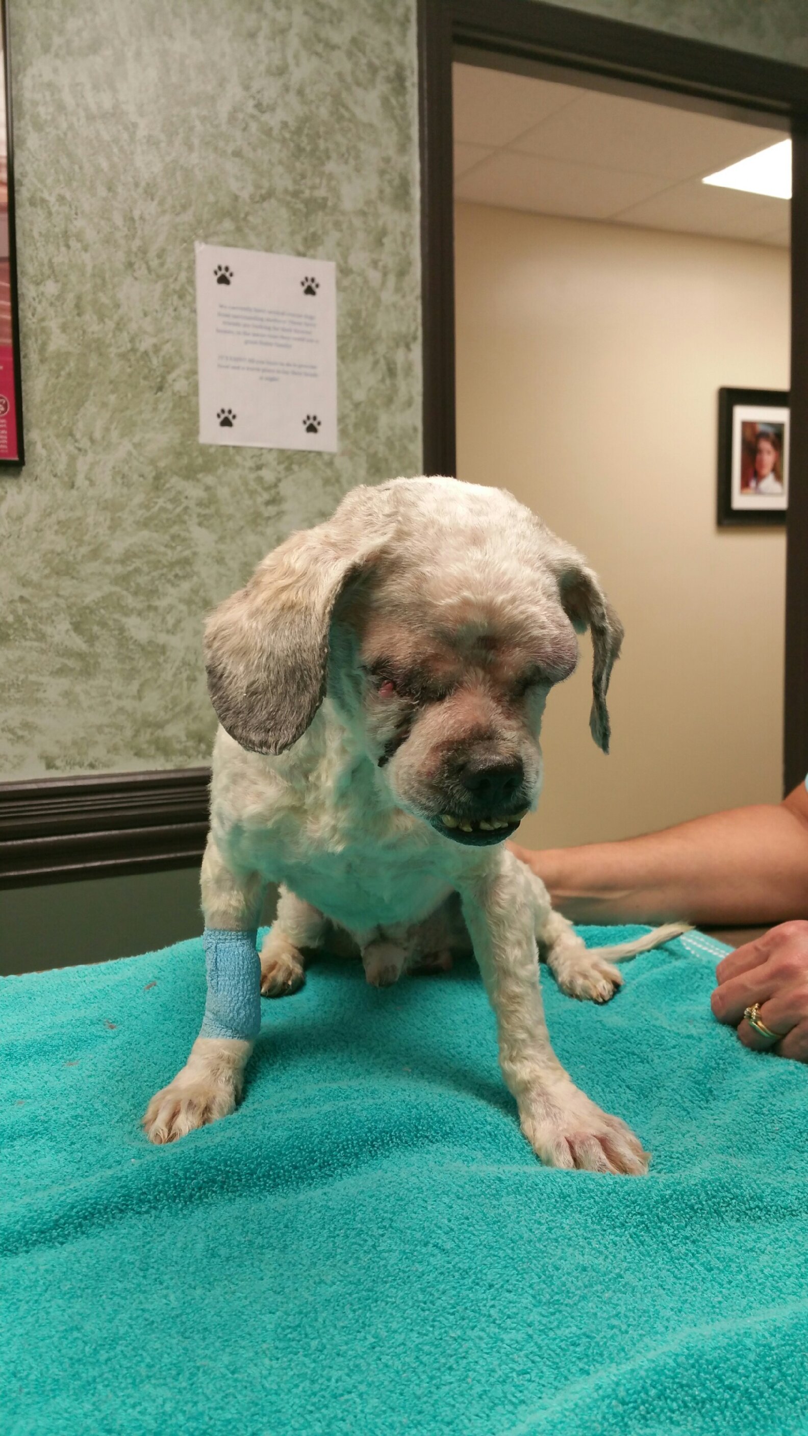 Blind Dog Covered In Matted Fur Is Helped By The Kindest Police Officer