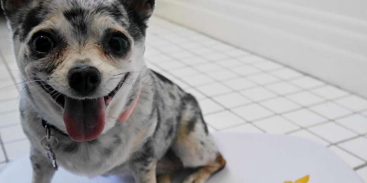 Chihuahuas that barely walk are now healthier