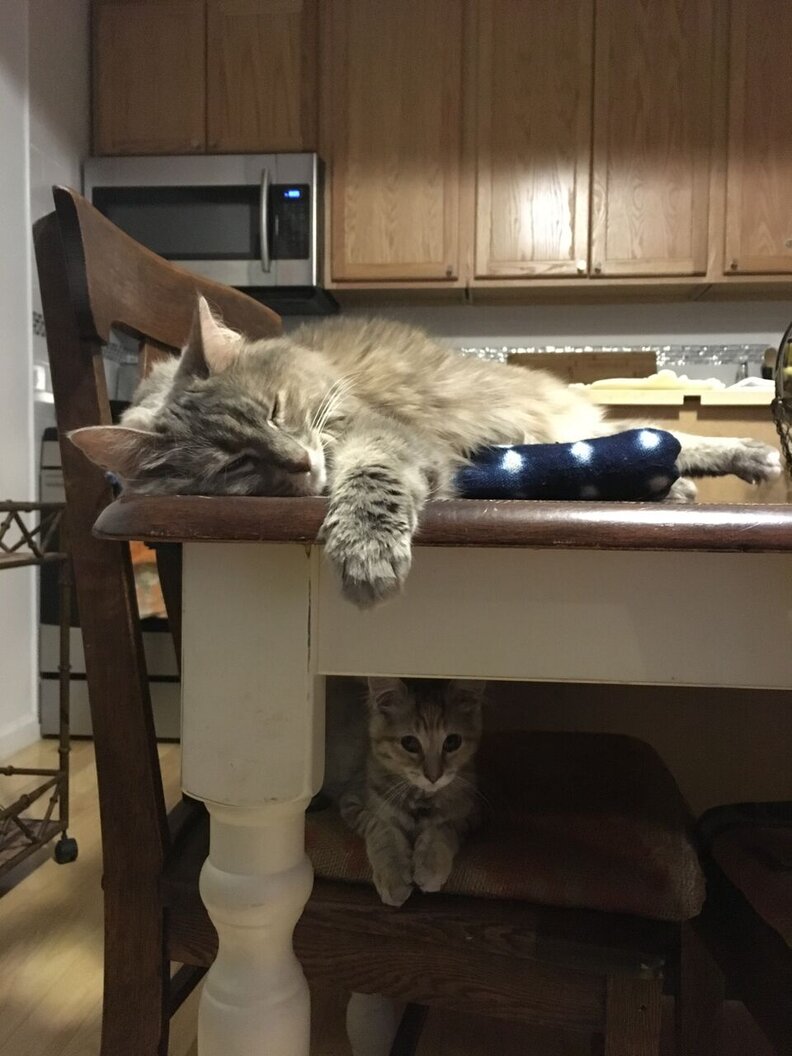 How To Introduce A New Kitten To A Cat, According To Experts The Dodo