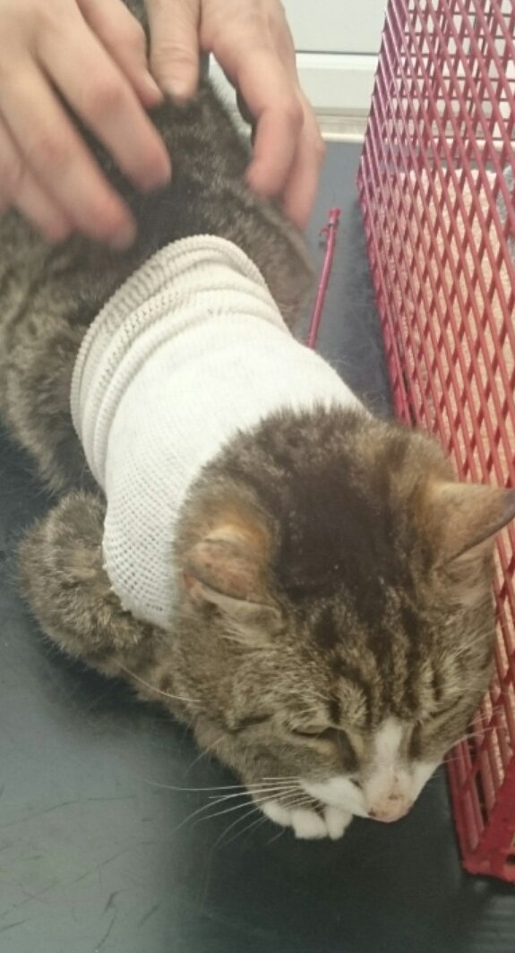 Cat Stuck In Collar Finally Finds The Help She Needs The Dodo