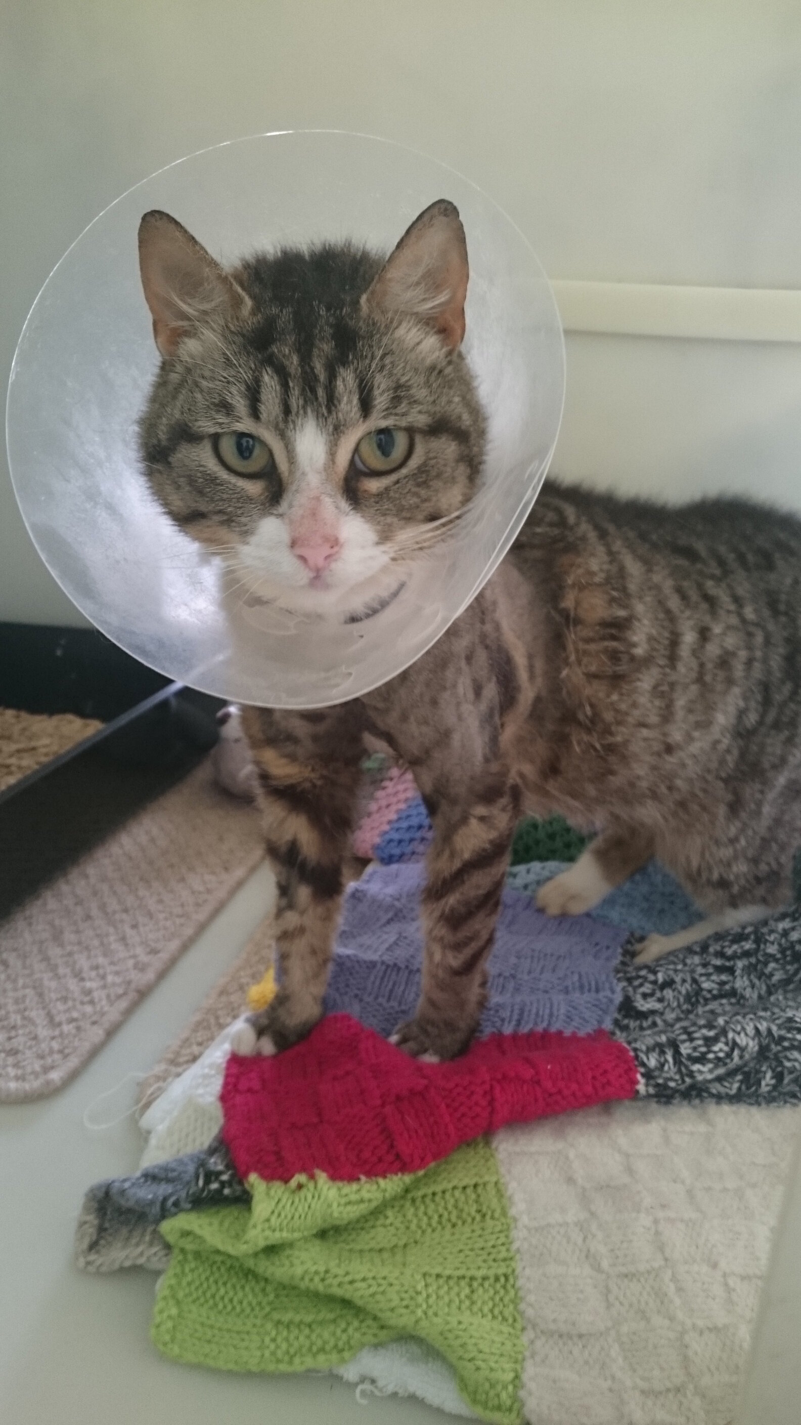 Cat Stuck In Collar Finally Finds The Help She Needs The Dodo