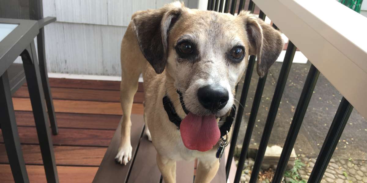 Rescue Dog Health Problem Myths Debunked The Dodo