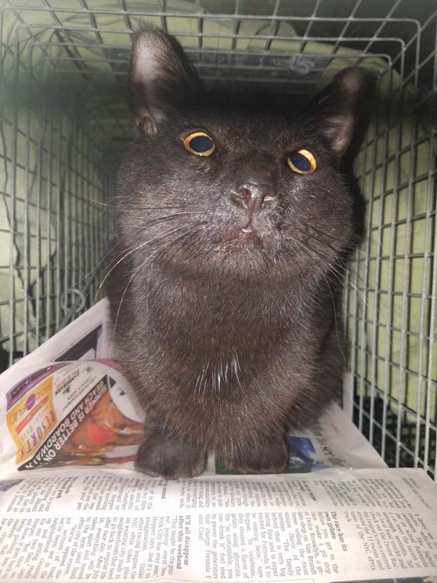 Dozens Of Cats Found In Building Being Demolished The Dodo