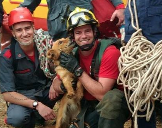 Dog Trapped On A Cliff Is So Grateful To Be Rescued The Dodo