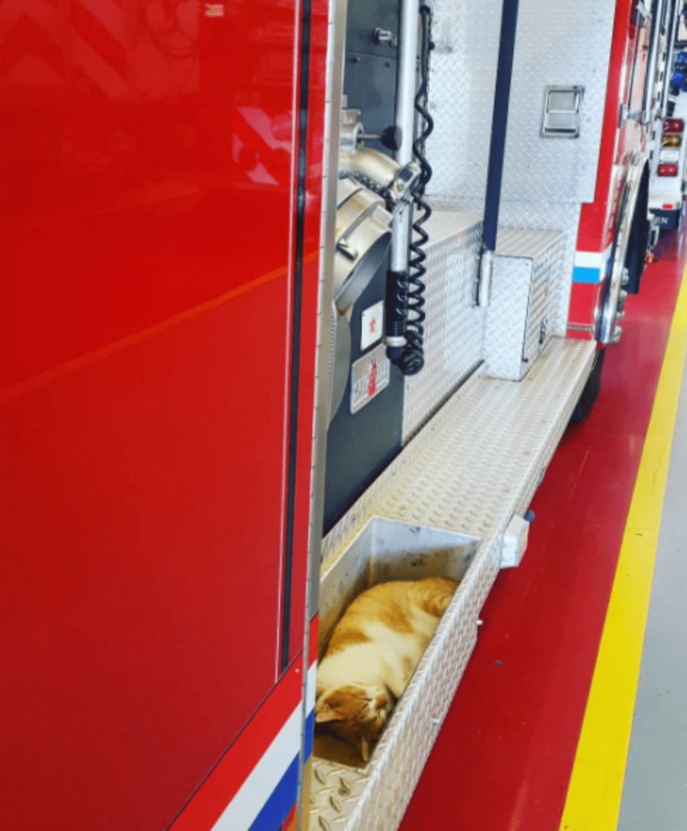 Firefighters Adopt Stray Cat Named 'Flame' The Dodo