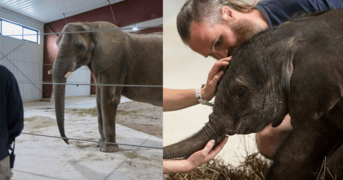 Pet Elephant Anna Blog