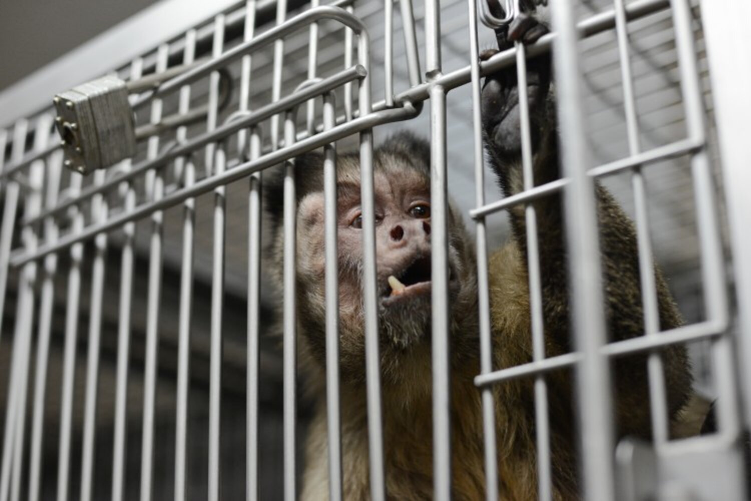 Monkey Farms Are Breeding Macaques To Be Used In Scientific Research