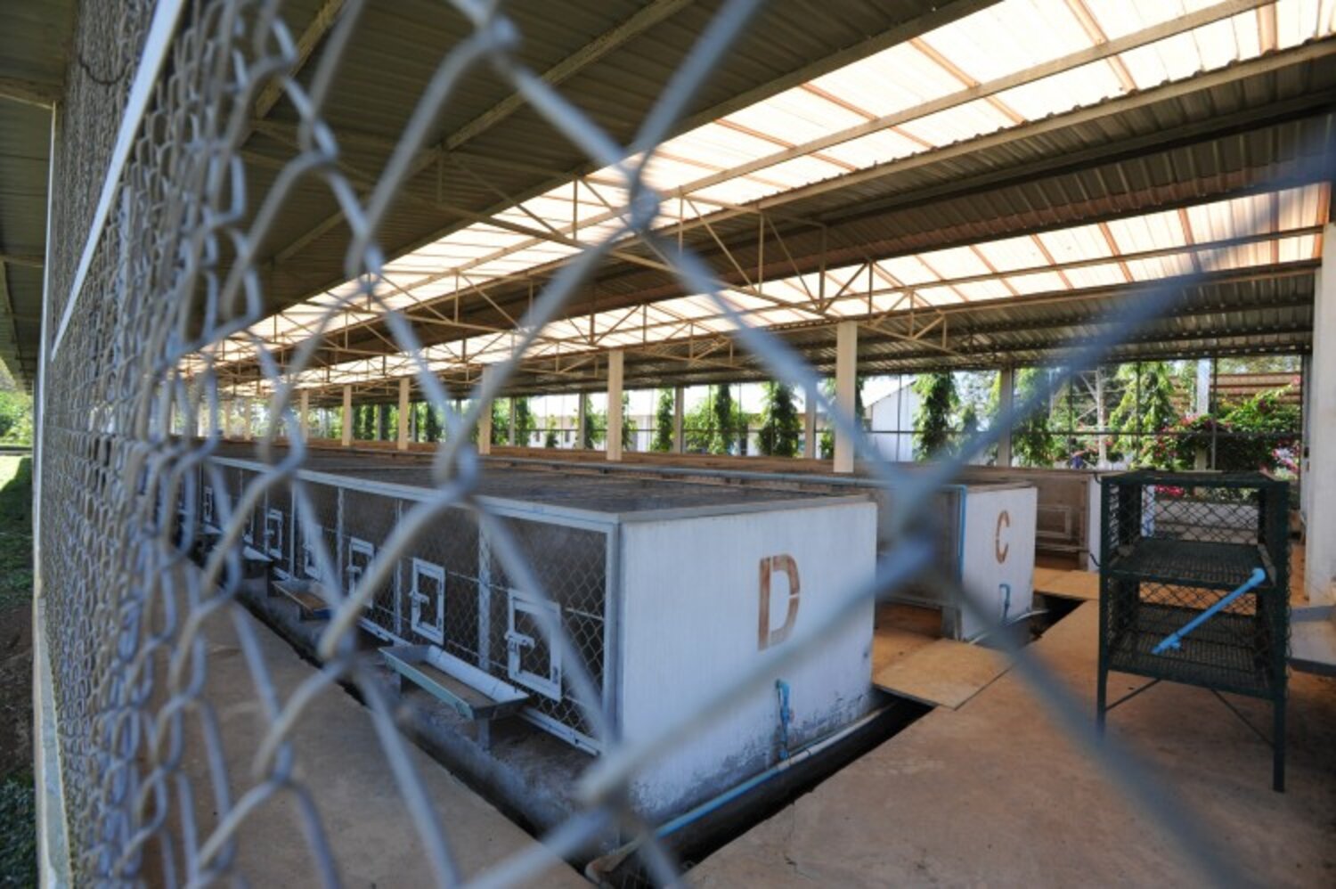 Monkey Farms Are Breeding Macaques To Be Used In Scientific Research