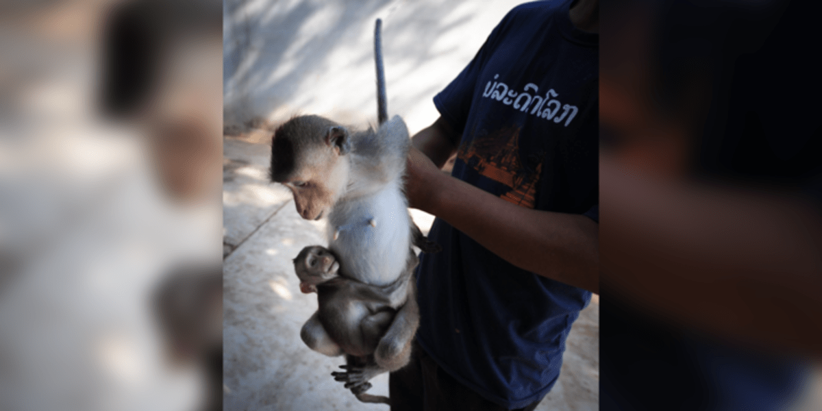 Monkey Farms Are Breeding Macaques To Be Used In Scientific Research