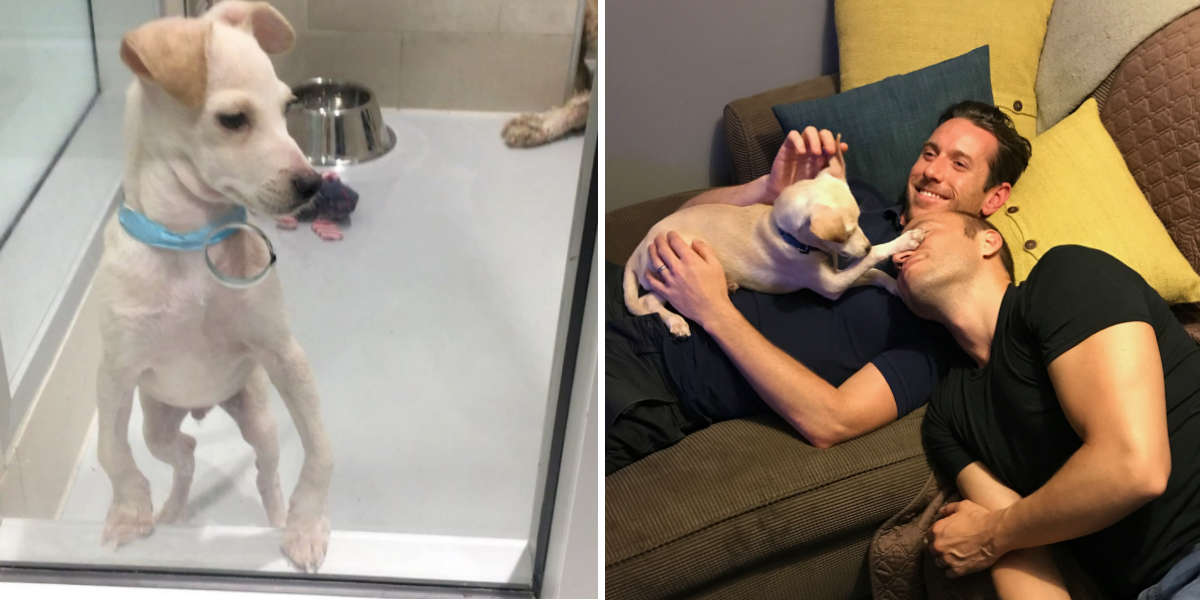 Bow Legged Dog Who Was About To Be Put Down Has The Best Dads Now The