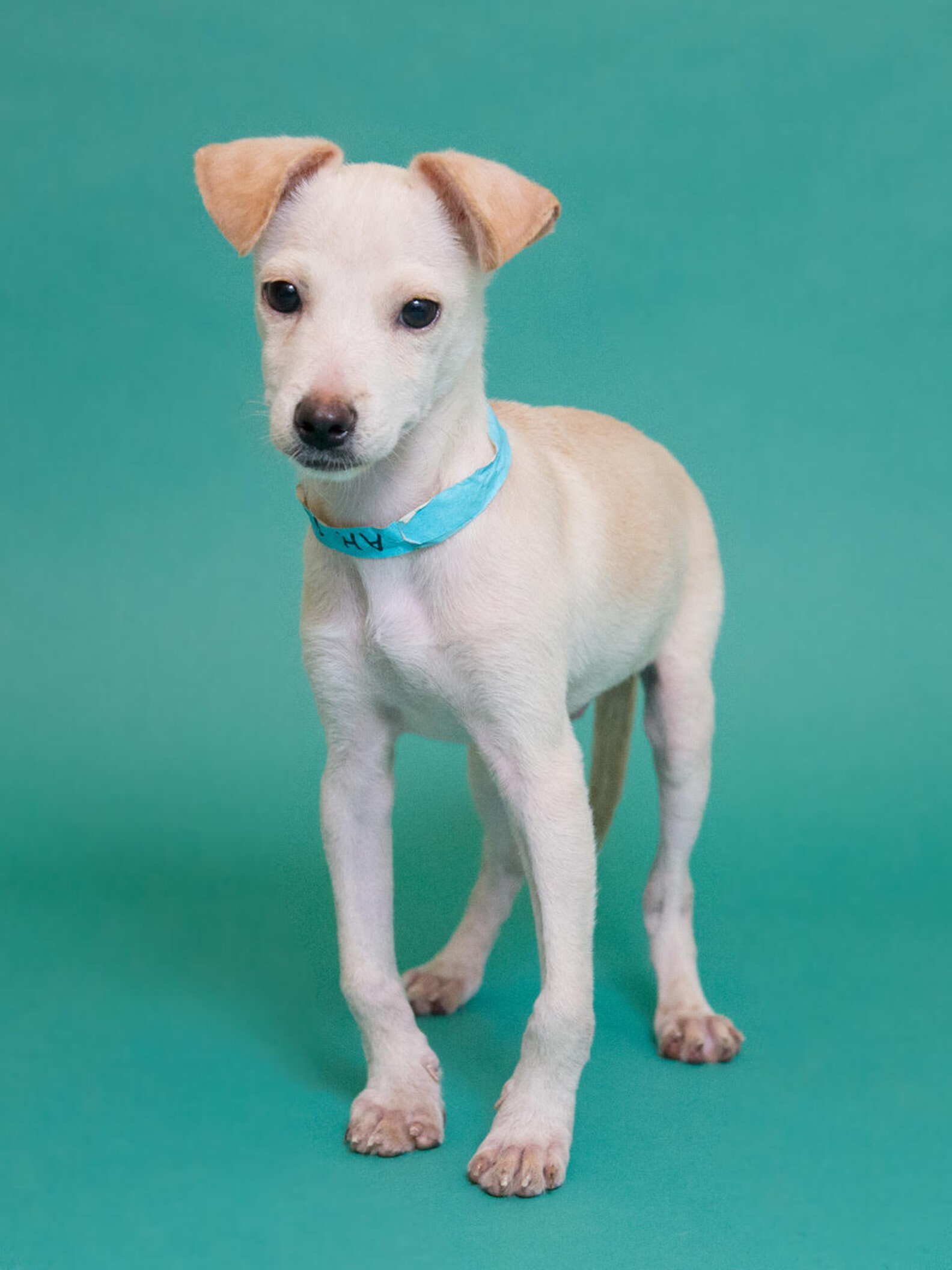 Bow Legged Dog Who Was About To Be Put Down Has The Best Dads Now The