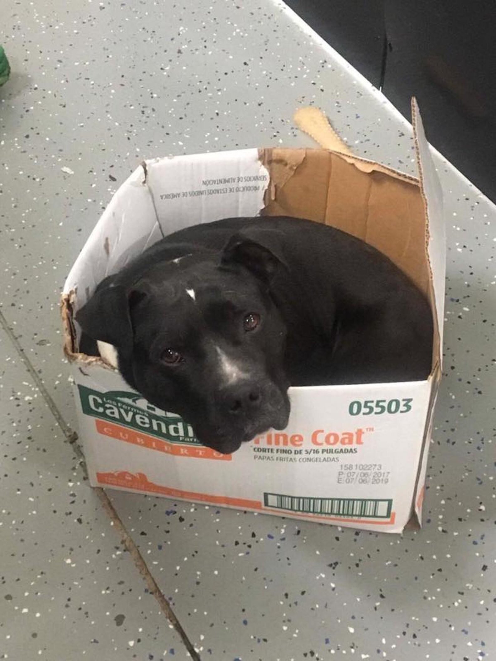 Dog Rescued Off The Streets Will Only Sleep In A Cardboard Box The Dodo