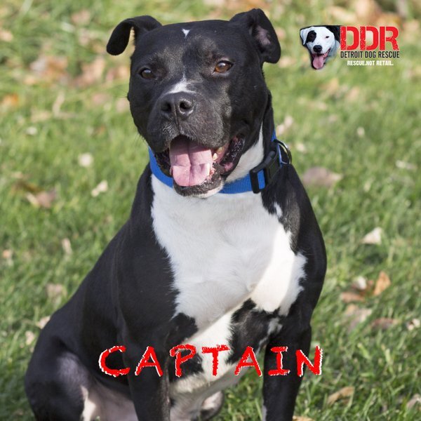 Dog Rescued Off The Streets Will Only Sleep In A Cardboard Box The Dodo