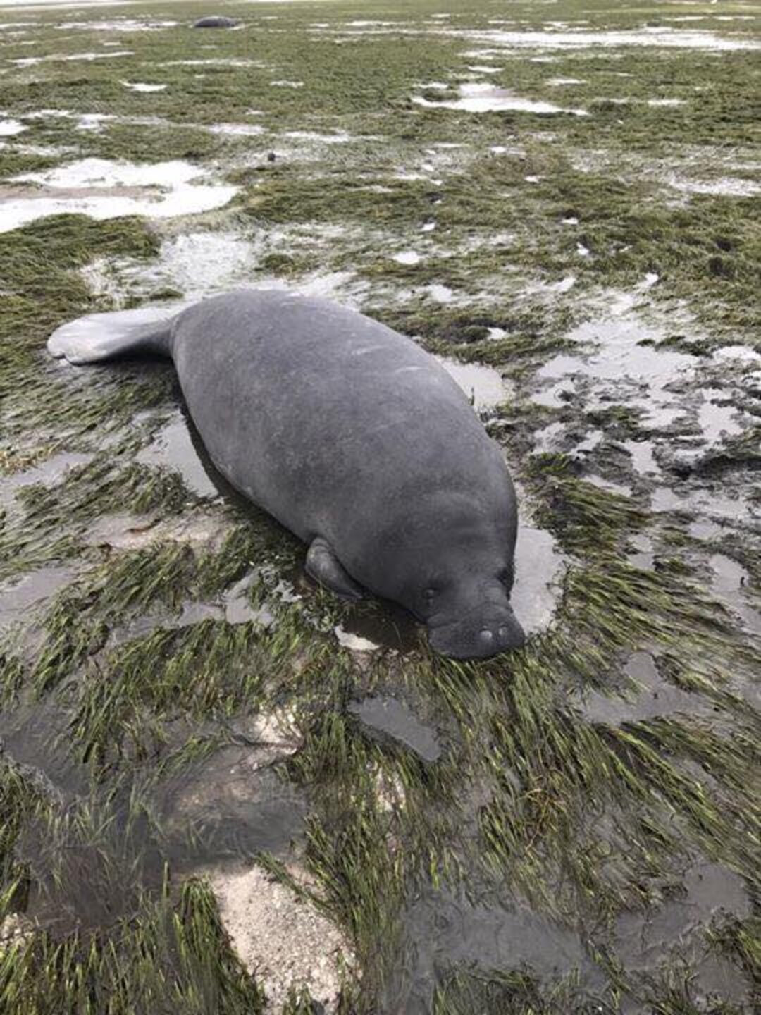 People Work Together To Save Manatees Who Got Stranded In The Hurricane