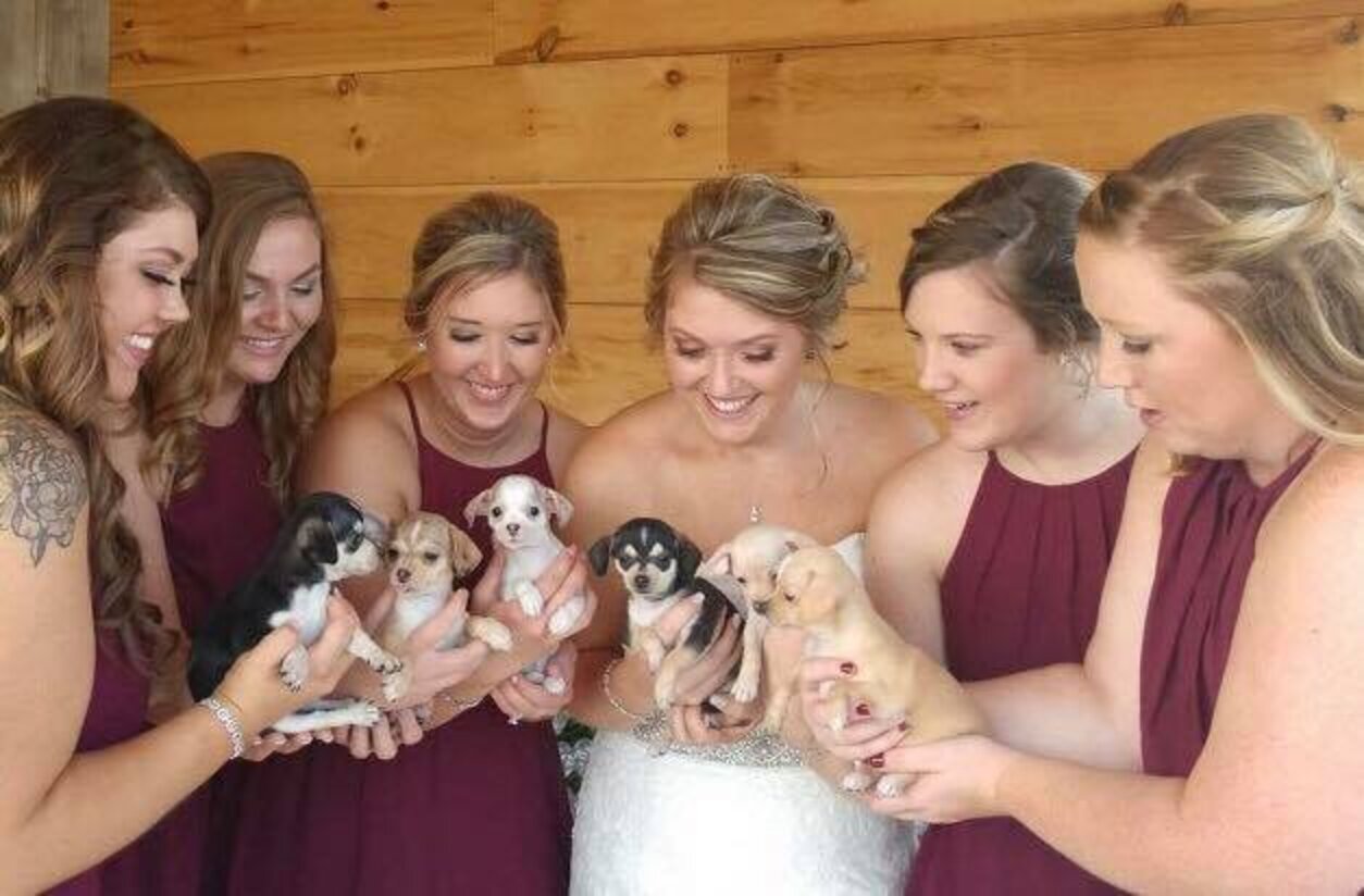 Bride Uses Adoptable Rescue Puppies As Bouquets At Her Wedding The Dodo