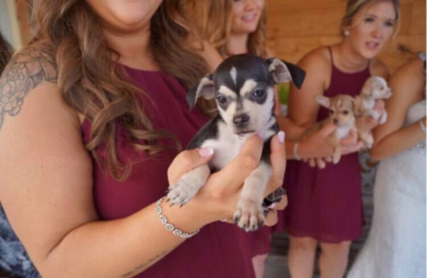 Bride Uses Adoptable Rescue Puppies As Bouquets At Her Wedding The Dodo