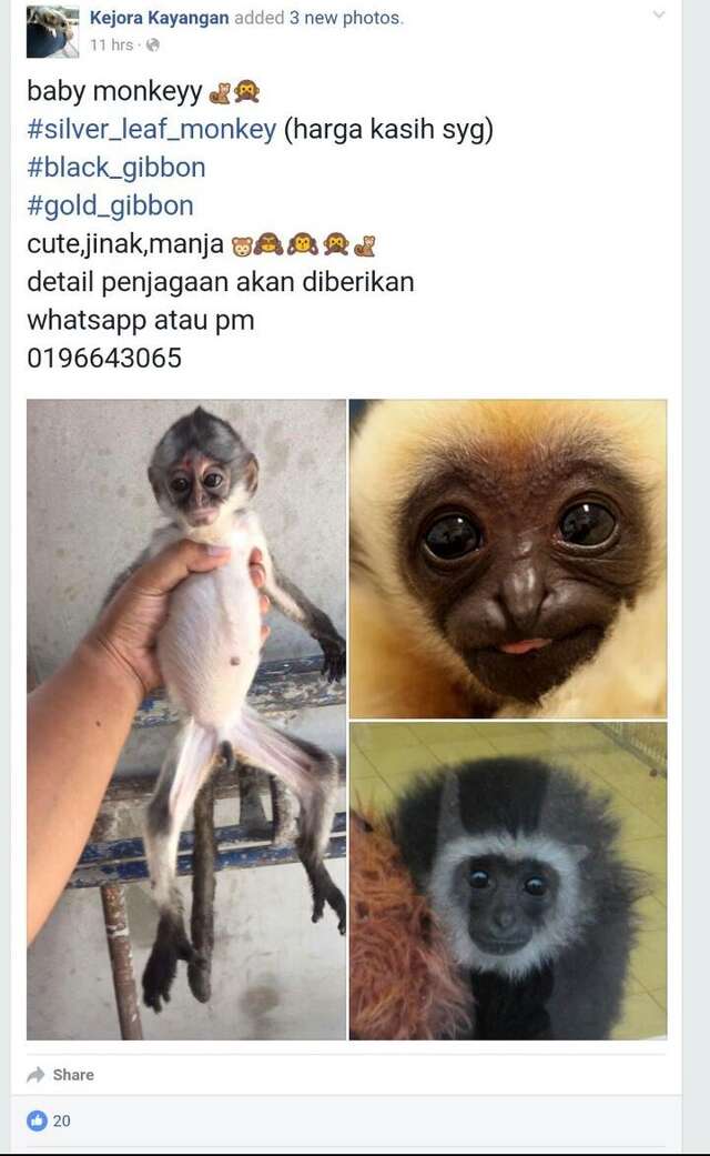 Woman Saves Gibbons From The Pet Trade In Malaysia The Dodo