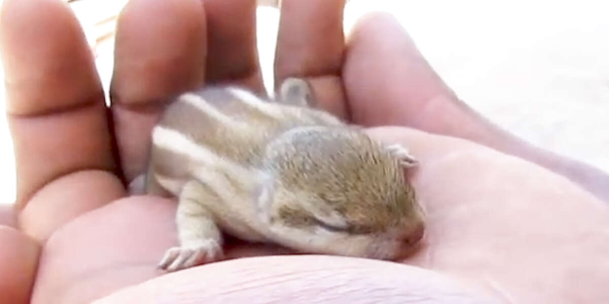 Rescuers Return Baby Chipmunk To His Nest After He Falls Videos The Dodo
