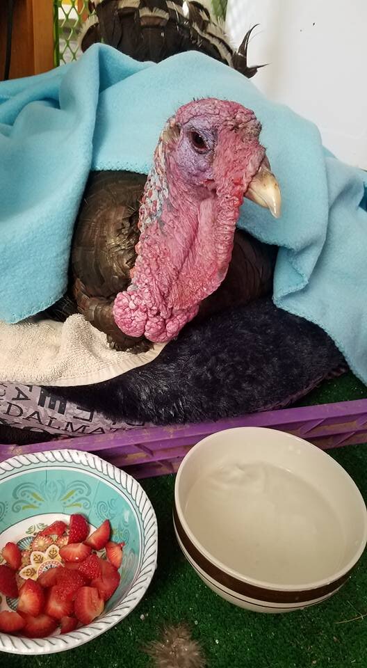 Turkey With Hurt Legs Loves Snuggling On Couch With His Rescuers The Dodo