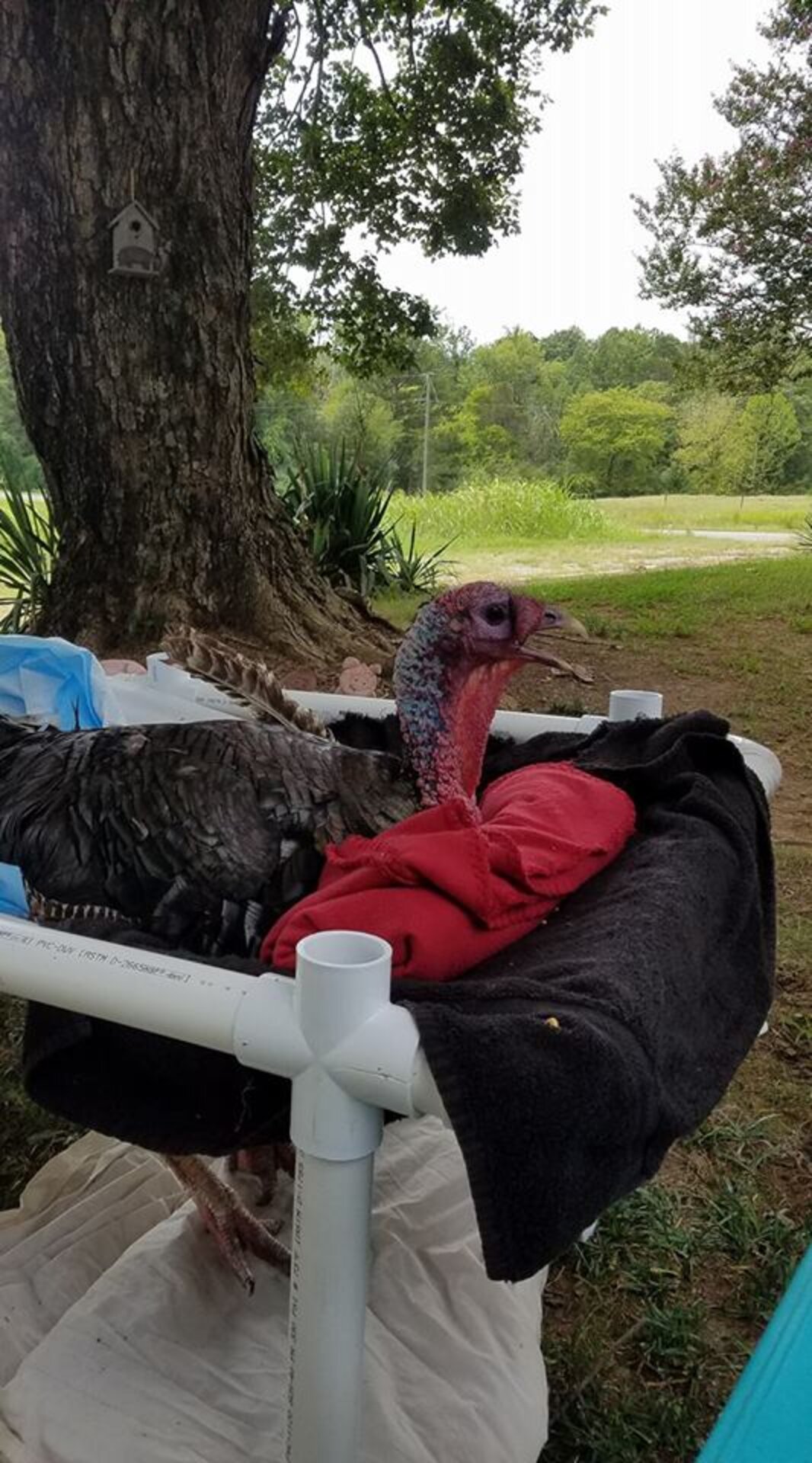 Turkey With Hurt Legs Loves Snuggling On Couch With His Rescuers The Dodo