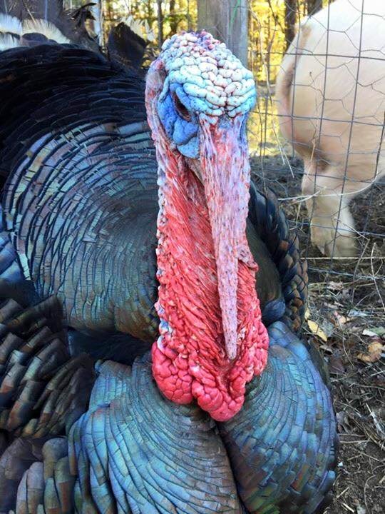 Turkey With Hurt Legs Loves Snuggling On Couch With His