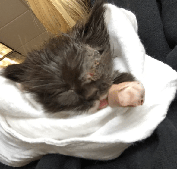 Rescue Kitten Missing An Eye Wears A Little Eyepatch The Dodo