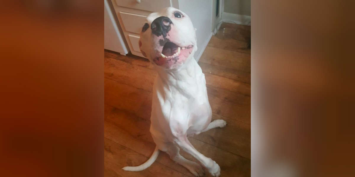 What To Know Before Adopting A Three Legged Dog The Dodo
