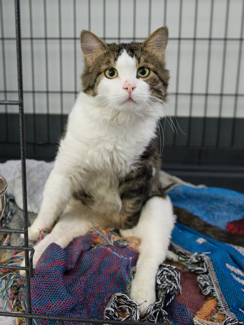 Paralyzed Cat Flown From Turkey To The United States To Find A Home