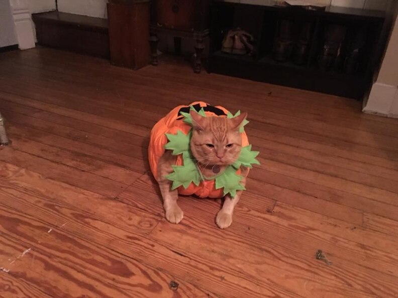 Pictures Of Orange Rescue Cat In Pumpkin Halloween Costume Are Perfect The Dodo