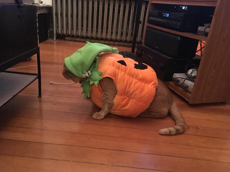 Pictures Of Orange Rescue Cat In Pumpkin Halloween Costume Are Perfect