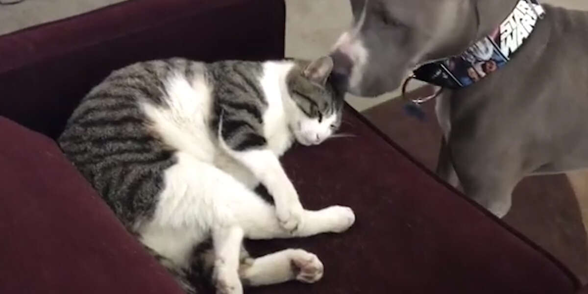 Dog And Cat Are So Different — But The Best Of Friends