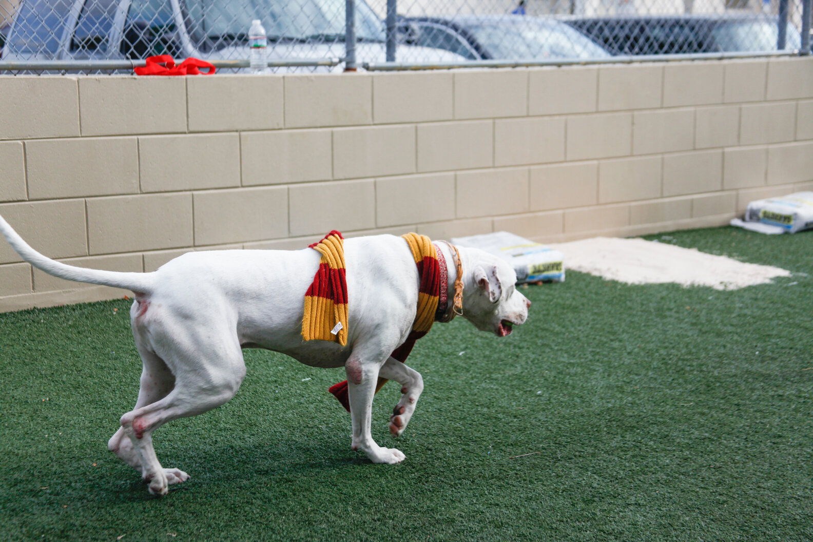 Shelter Is Sorting Dogs Into Hogwarts Houses To Help Them Get Adopted