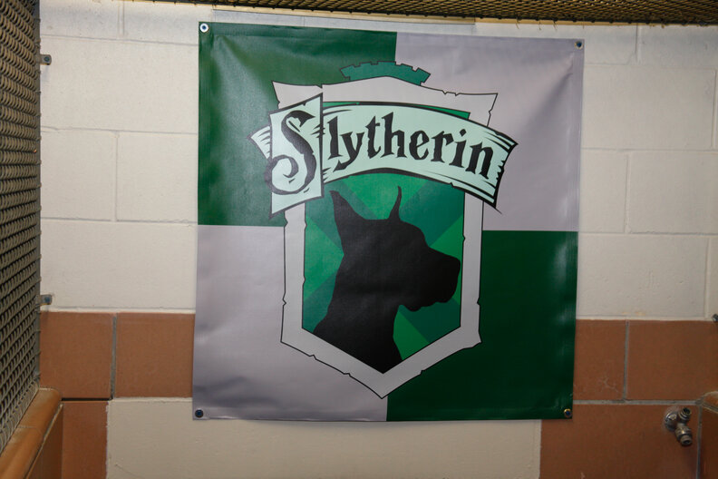 Shelter Is Sorting Dogs Into Hogwarts Houses To Help Them Get Adopted