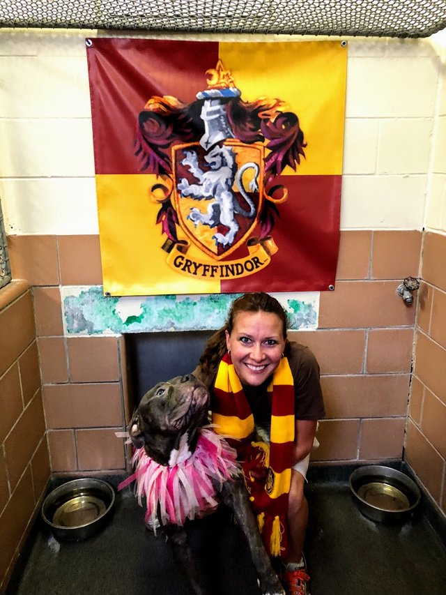Shelter Is Sorting Dogs Into Hogwarts Houses To Help Them Get Adopted