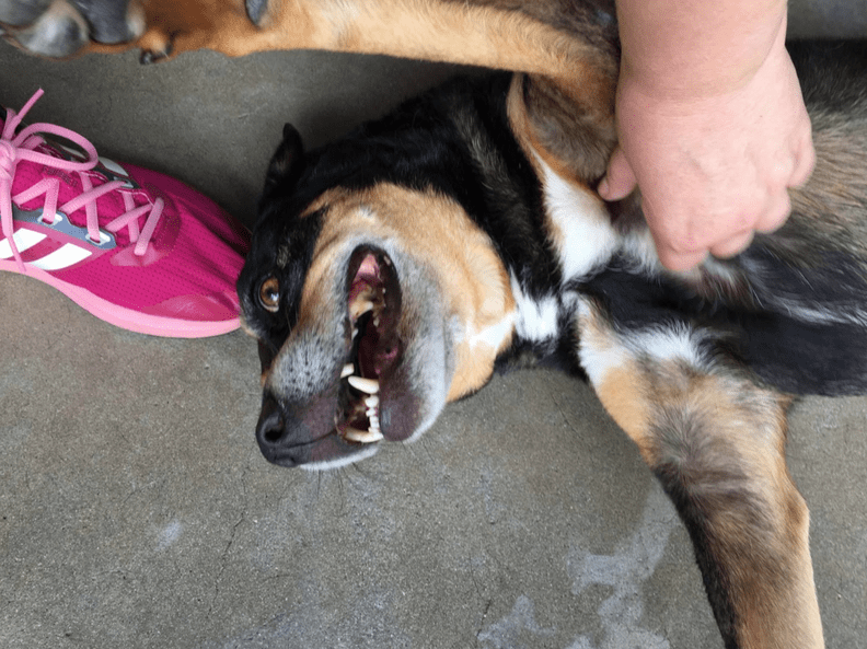 Sweetest Dog Has Been Waiting At South Carolina Shelter For 8 Years