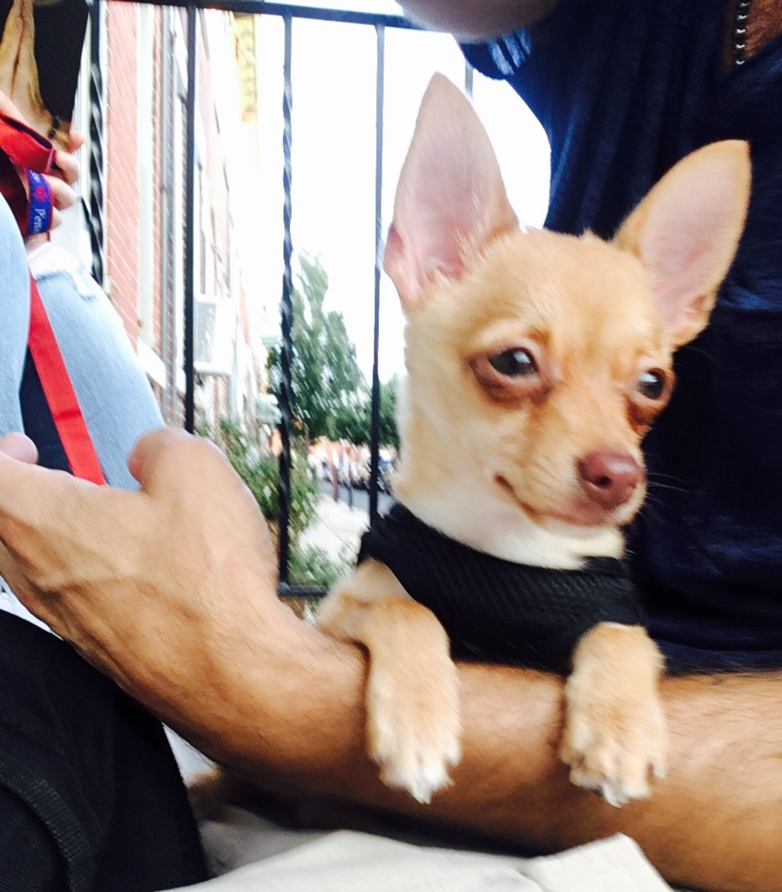 The sick chihuahua puppy found the perfect father and was cured.