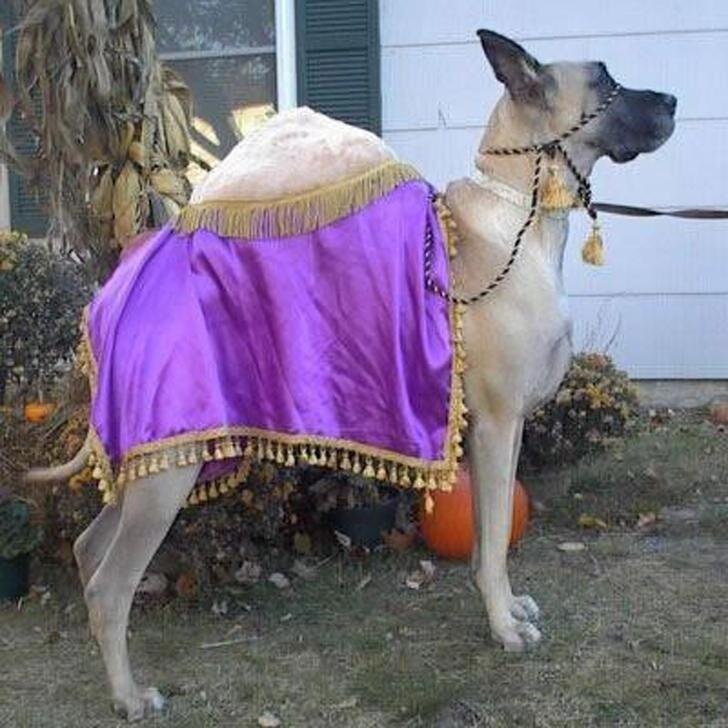 16 Best Halloween Costumes For Dogs 2017 The Dodo
