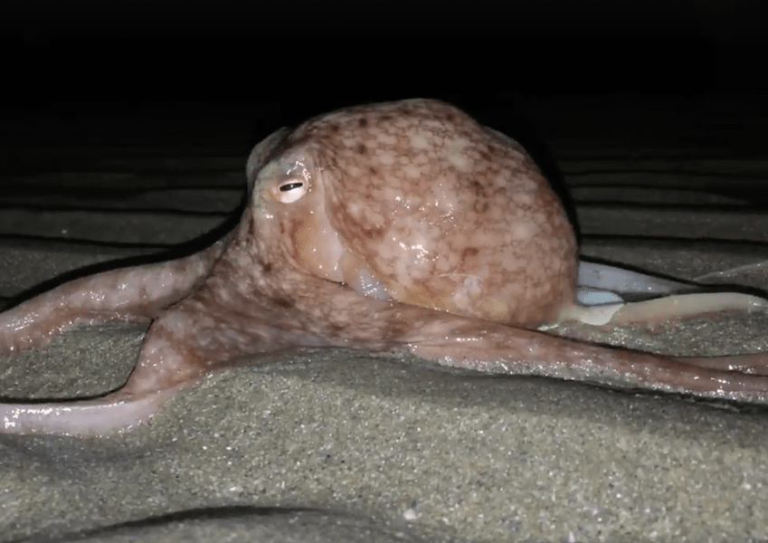 25 Octopuses Spotted on Land in Western Wales Thrillist