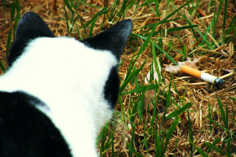 Is Smoking Around Your Pets Harmful To Their Health? The Dodo
