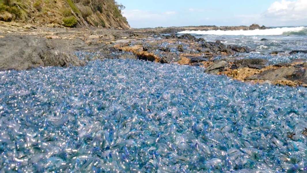 Poisonous Jellyfishlike Blue Bottles Found on Australian Shore Thrillist