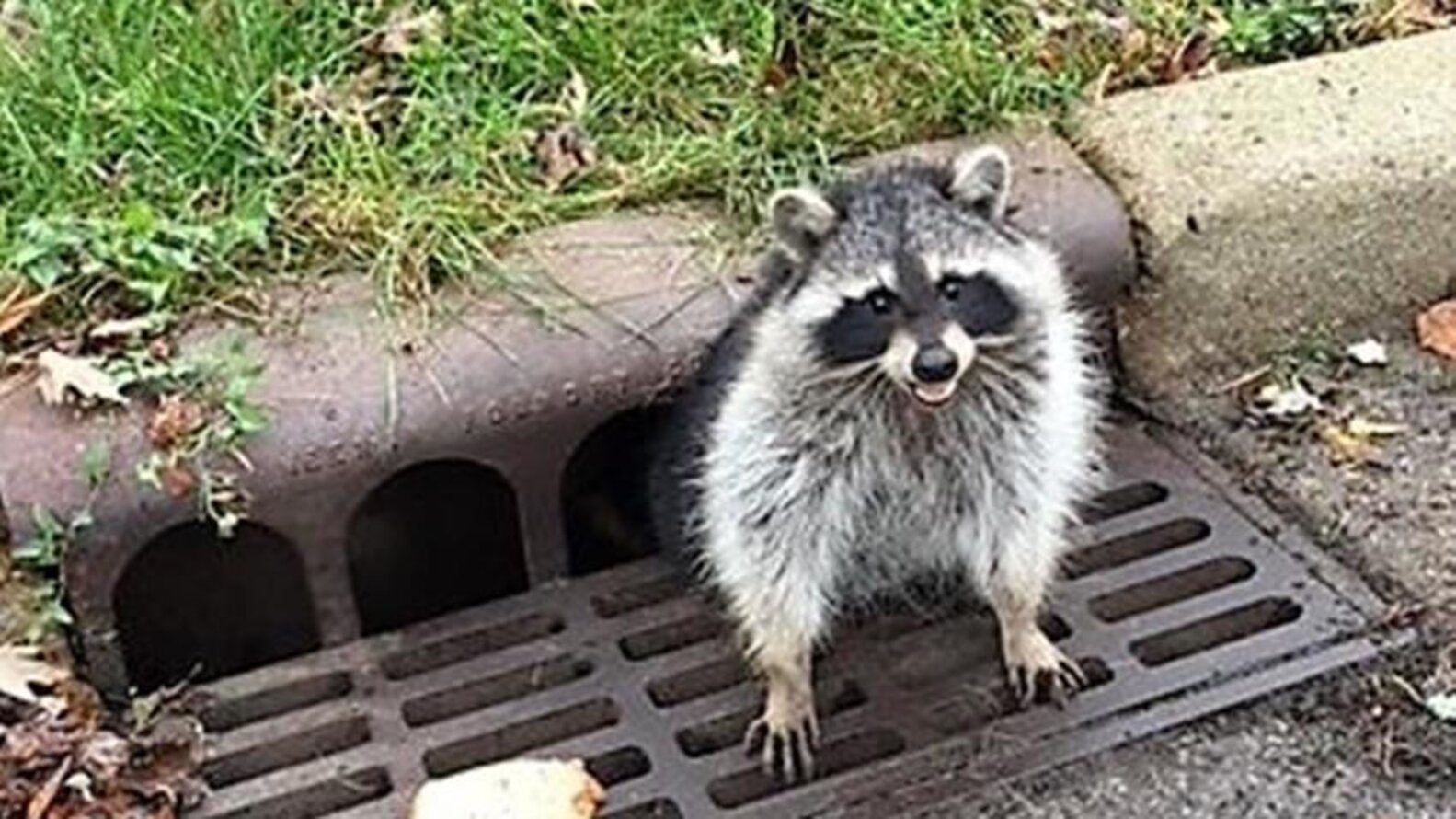 Fat Raccoon Rescued After Getting Stuck In Illinois Storm Drain The Dodo