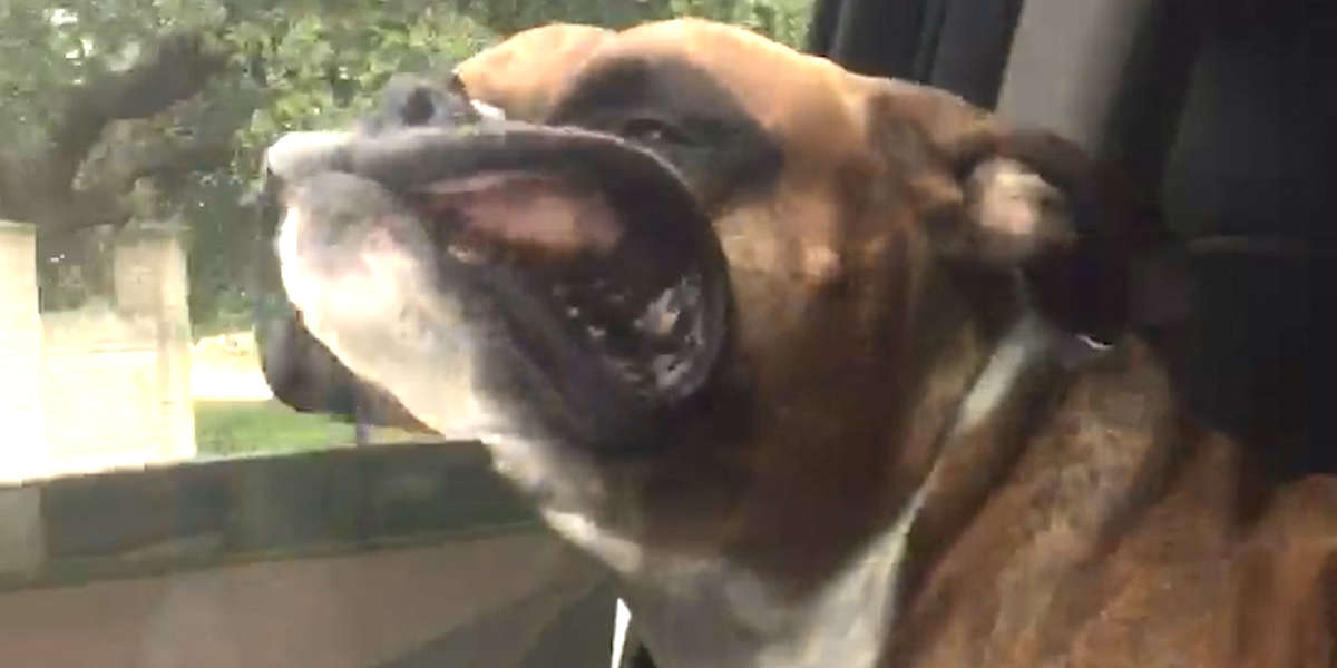 Why Do Dogs Love Car Rides? Videos The Dodo