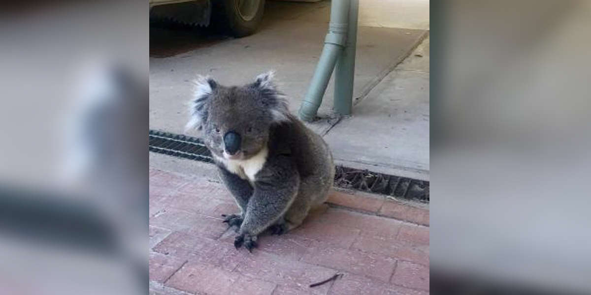 Koala Crashes Real Estate Agent's Open House In Australia The Dodo