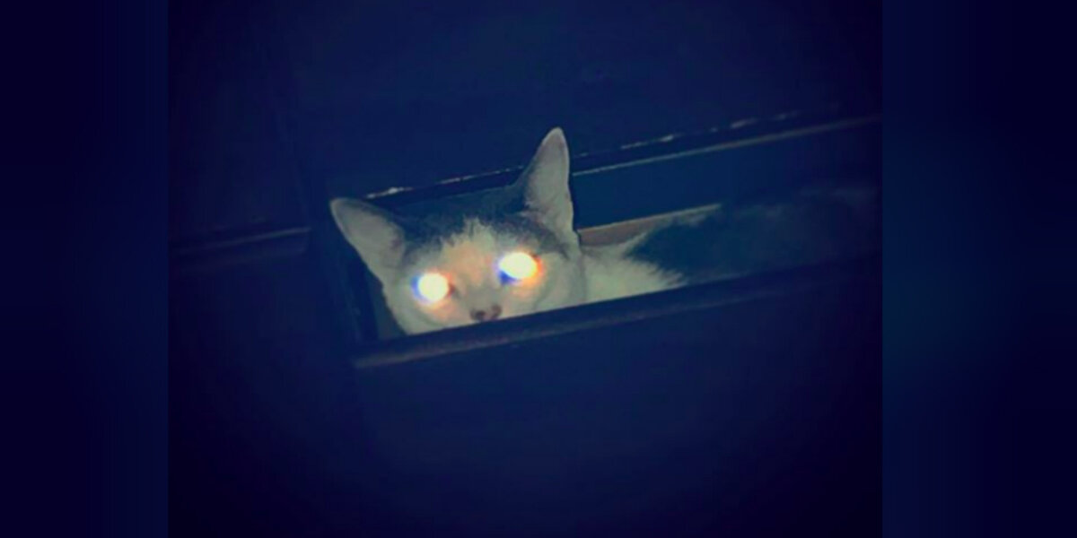 What Do Cats See In The Dark