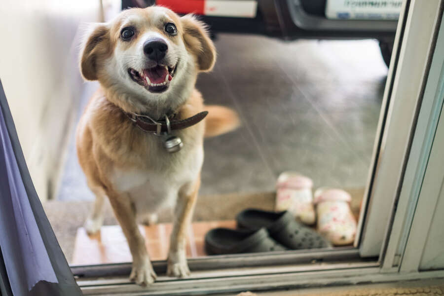 Dog Owners Live Longer, According to Scientific Report Thrillist