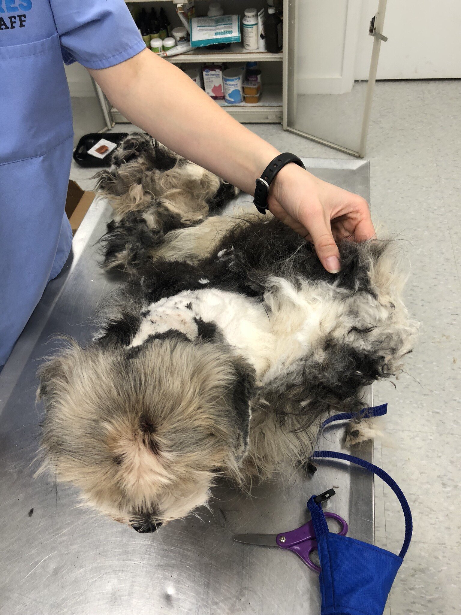 Rescuers Shave Matted Dog, Remove 4 Pounds Of Fur The Dodo