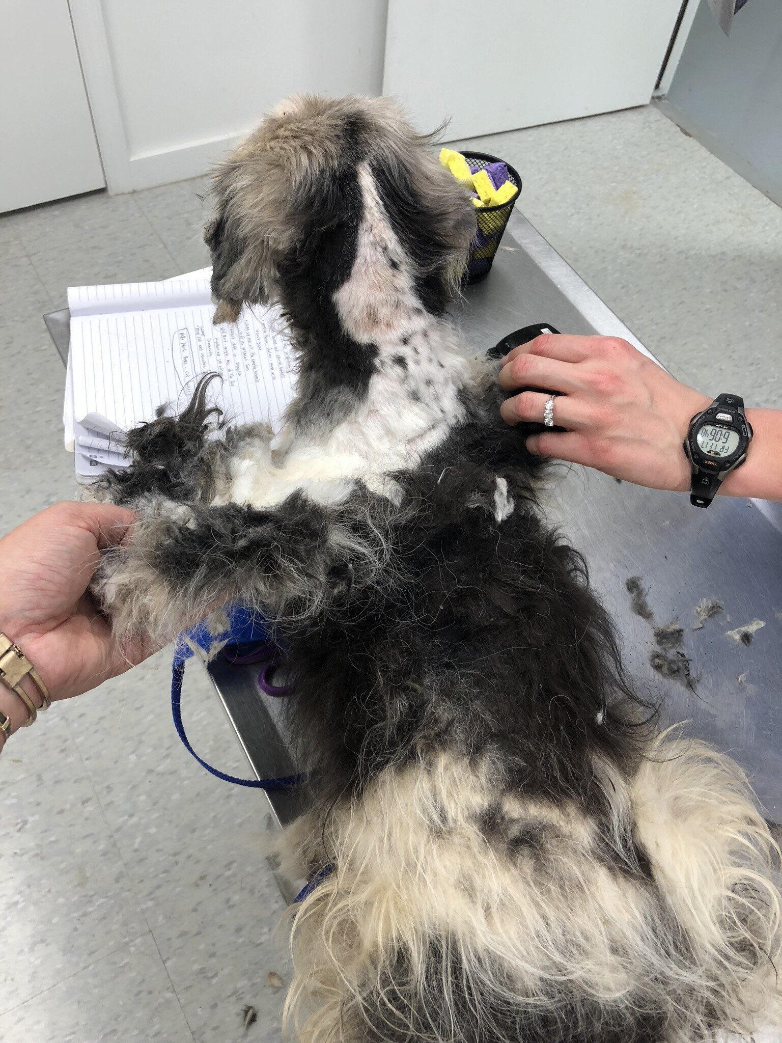 Rescuers Shave Matted Dog, Remove 4 Pounds Of Fur The Dodo