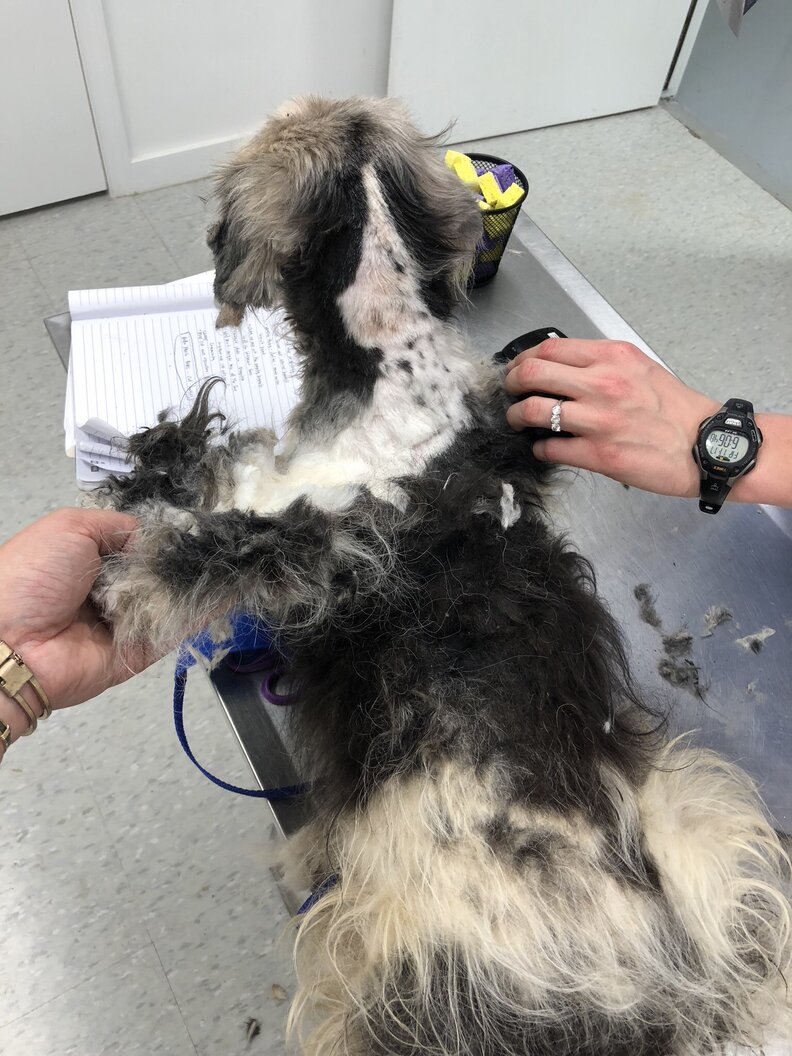 Rescuers Shave Matted Dog, Remove 4 Pounds Of Fur The Dodo