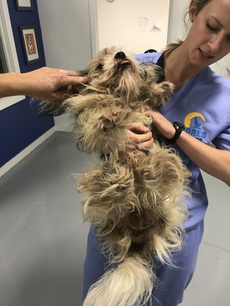 Rescuers Shave Matted Dog, Remove 4 Pounds Of Fur The Dodo
